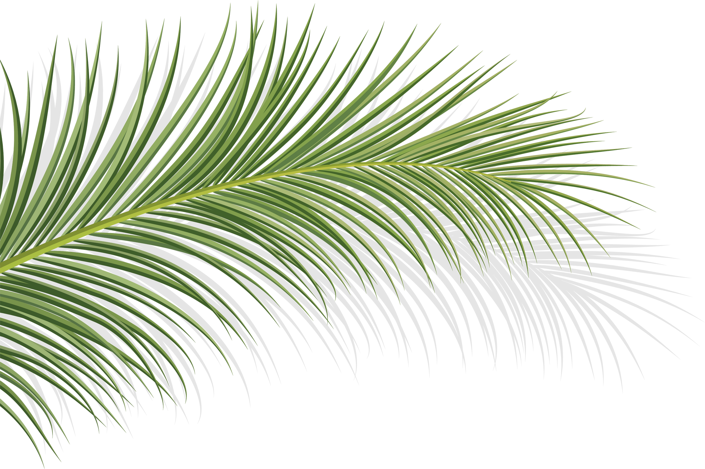 coconut leaf