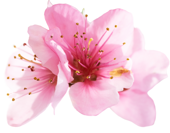 Cherry spring flowers