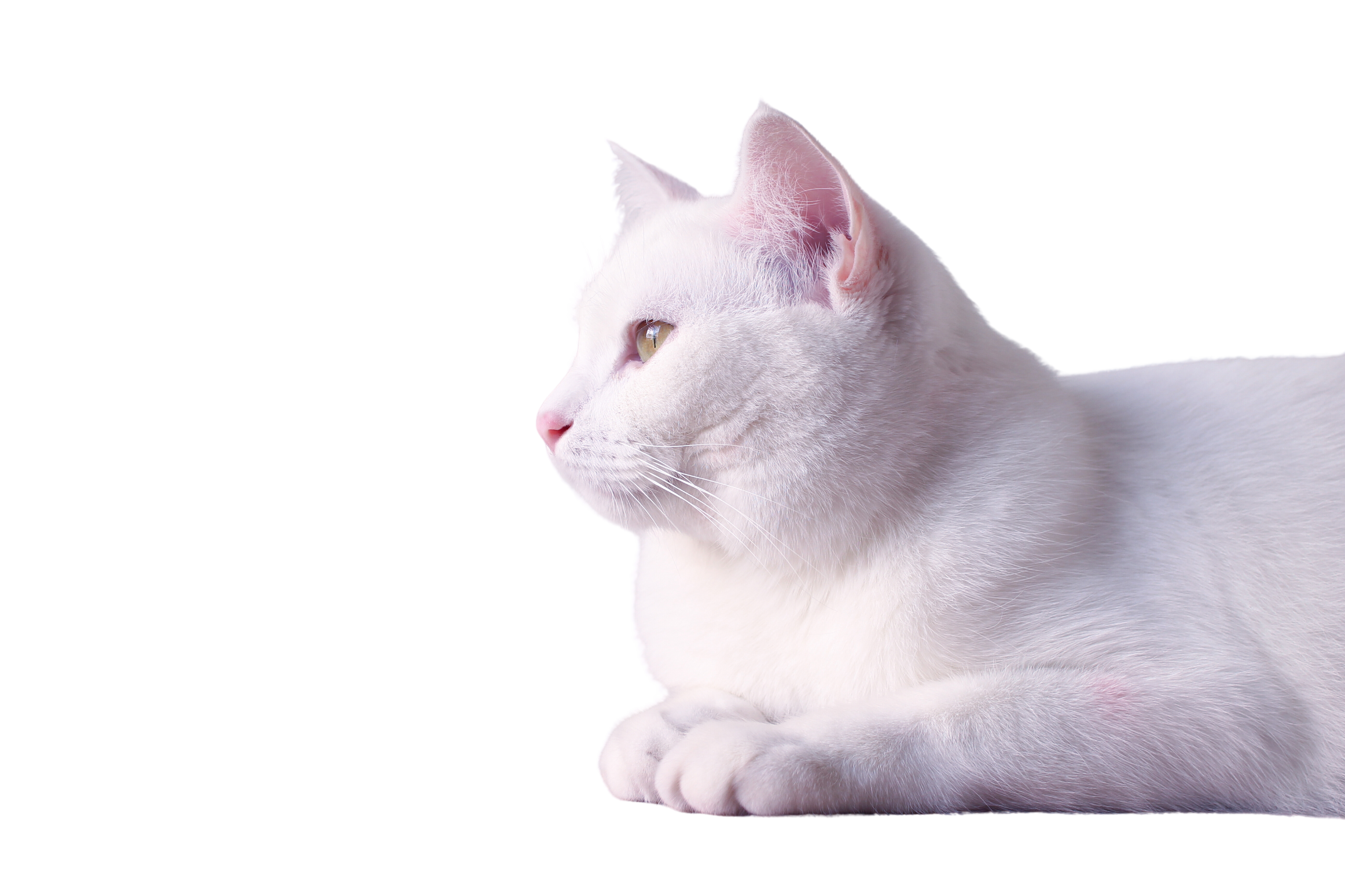 White cat