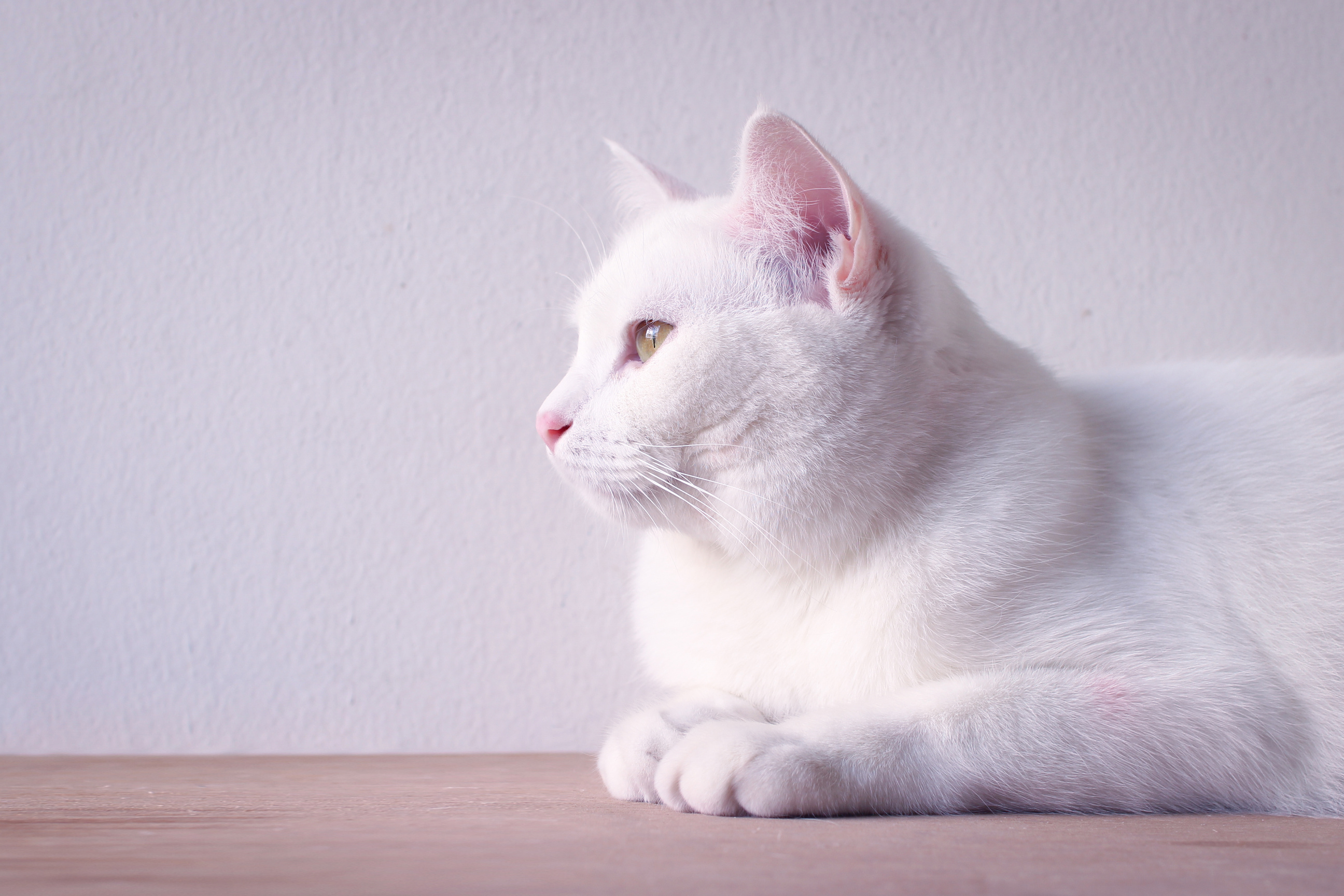 White cat